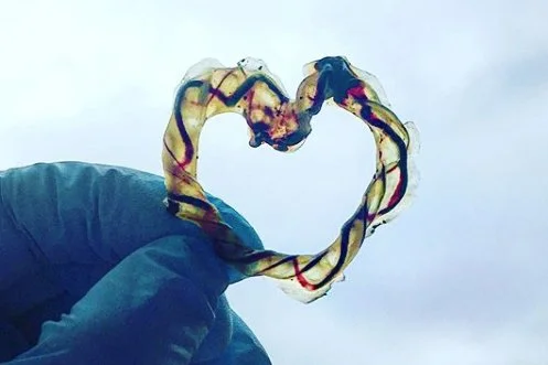 Placenta Encapsulation | Central Maryland — Nikki Williams